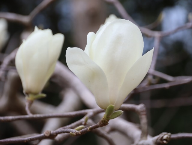 コブシの花って、どんな味？ - 兵庫県立人と自然の博物館（ひと